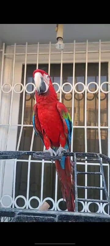 Green Wing Macaw For Sale 1