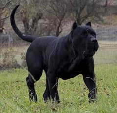 Imported Cane Corso Male Puppy