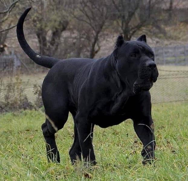 Imported Cane Corso Male Puppy 0