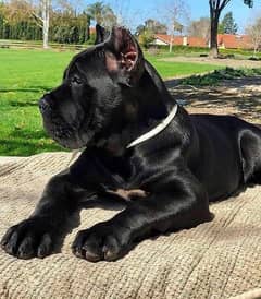 Imported Cane Corso Male Puppy