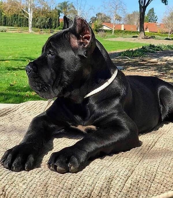 Imported Cane Corso Male Puppy 1