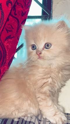 Beautiful Male Persian kitten for sale