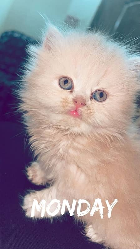 Beautiful Male Persian kitten for sale 1