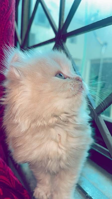 Beautiful Male Persian kitten for sale 3