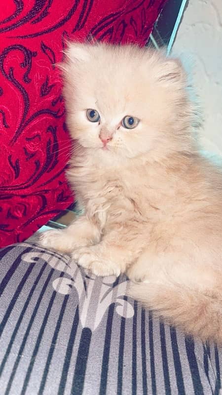 Beautiful Male Persian kitten for sale 4