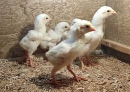 shamo Chicks For sale