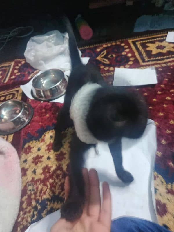 Russian black cat for sale 2