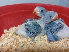 Kashmiri Raw Parrot Chicks