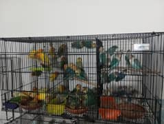 Lovebirds at Wholesale (Read Add) Fisher Albino Parblue Lutiono blue