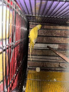 Yellow ringneck breeder male