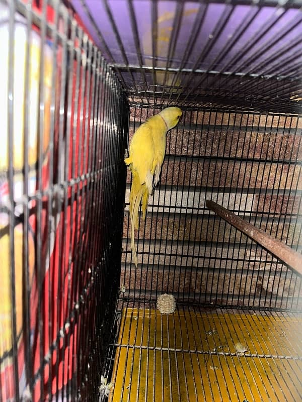 Yellow ringneck breeder male 0