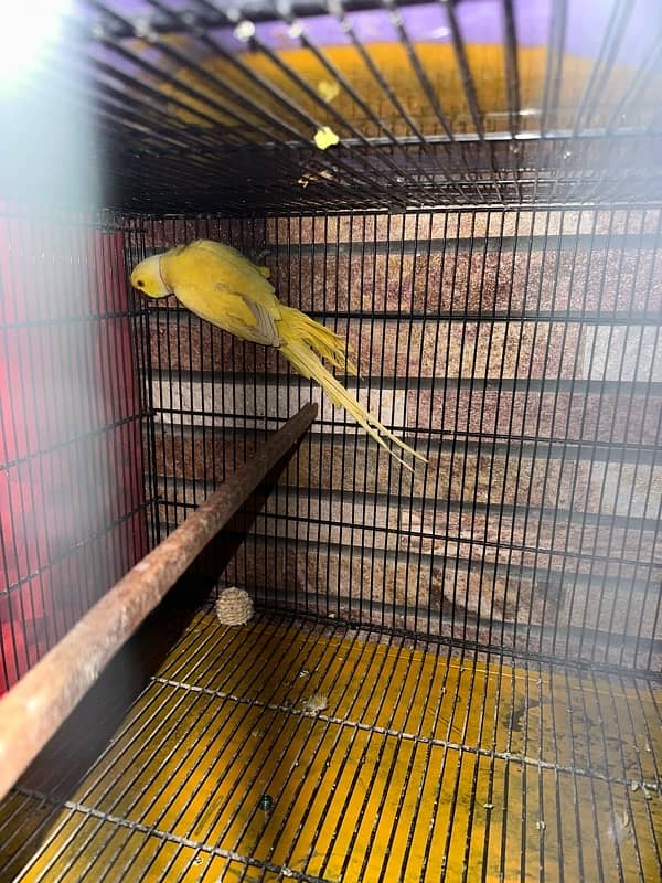 Yellow ringneck breeder male 1