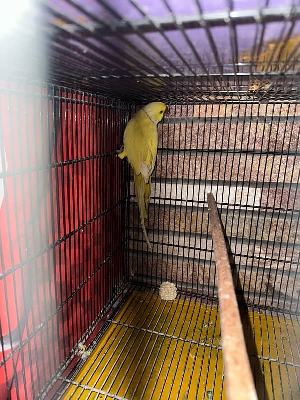 Yellow ringneck breeder male 2