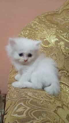 Persian kitten