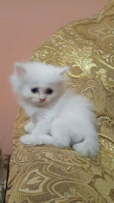 Persian kitten 0