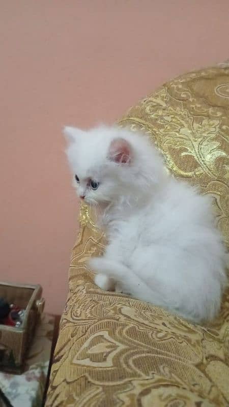 Persian kitten 1