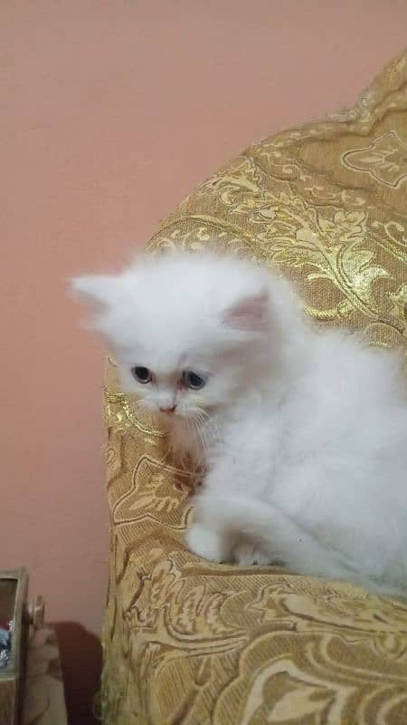 Persian kitten 2