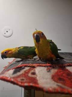 supertame sun conure pair/ cockatiel pair