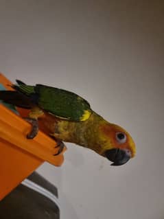 tame sun conures