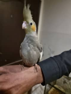 tame female cockatiel