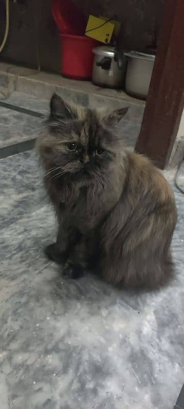 Persian cat triple coat 0