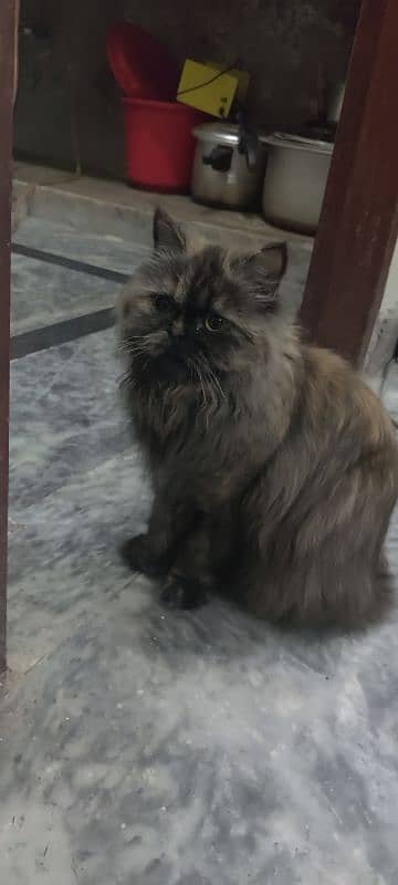 Persian cat triple coat 1