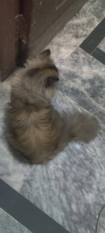 Persian cat triple coat 2