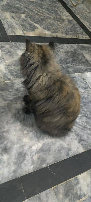 Persian cat triple coat 3