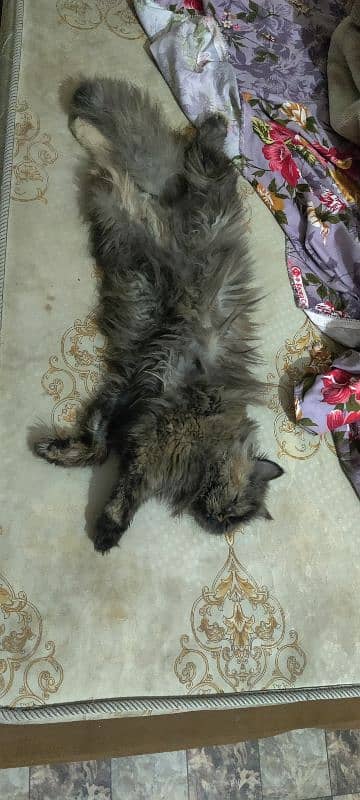 Persian cat triple coat 7