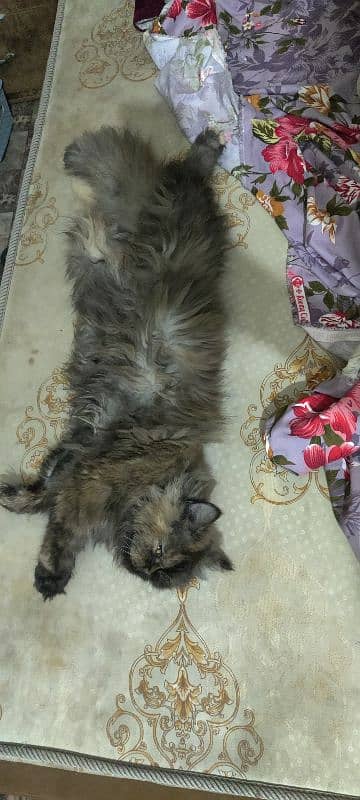 Persian cat triple coat 9