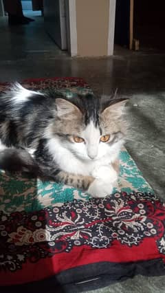 Persian cross cat urgent sale