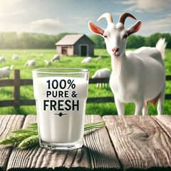 fresh goat milk 100% pure available in lahore