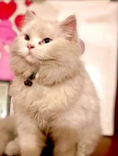 White Persian odd eyes female breed one time ,again on heat