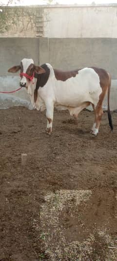 one bull sell from rahim yar khan