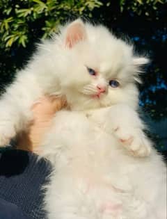 Persian Kitten For Sale