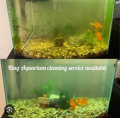 King Aquarium cleaning service