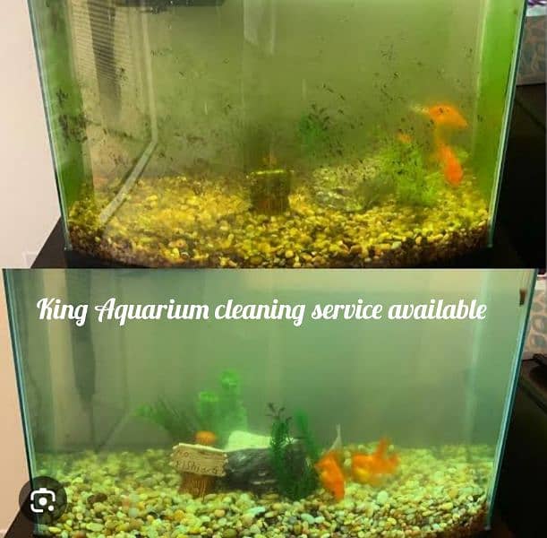 King Aquarium cleaning service 0