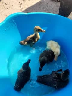 Duck Chick's