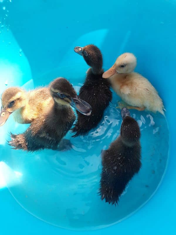 Duck Chick's 1