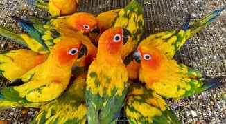 Sunconure