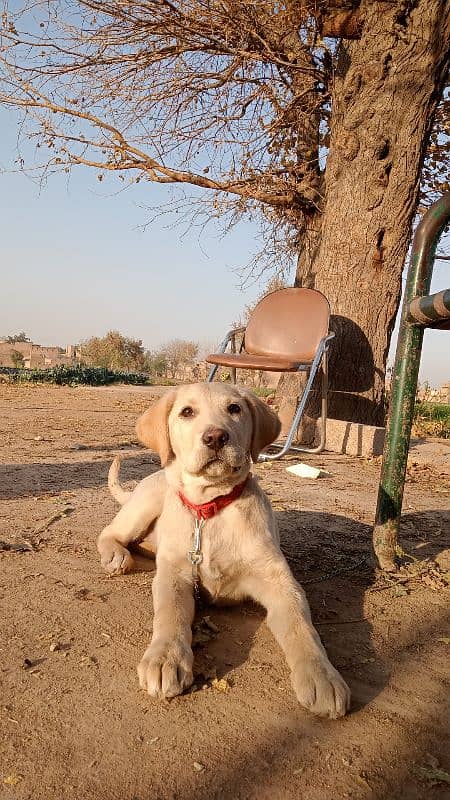 Beautiful female librador 5 month puppy available for sale. 0