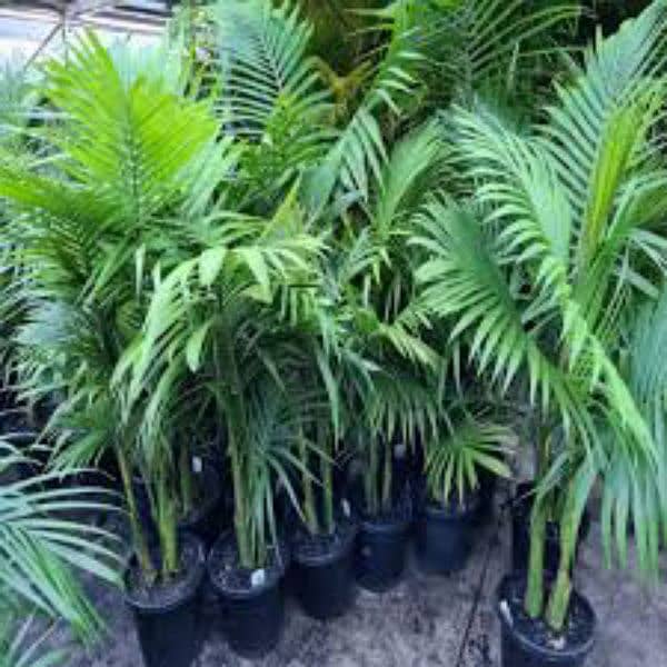 Imported Can palm 2