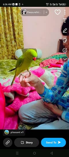 Parrot