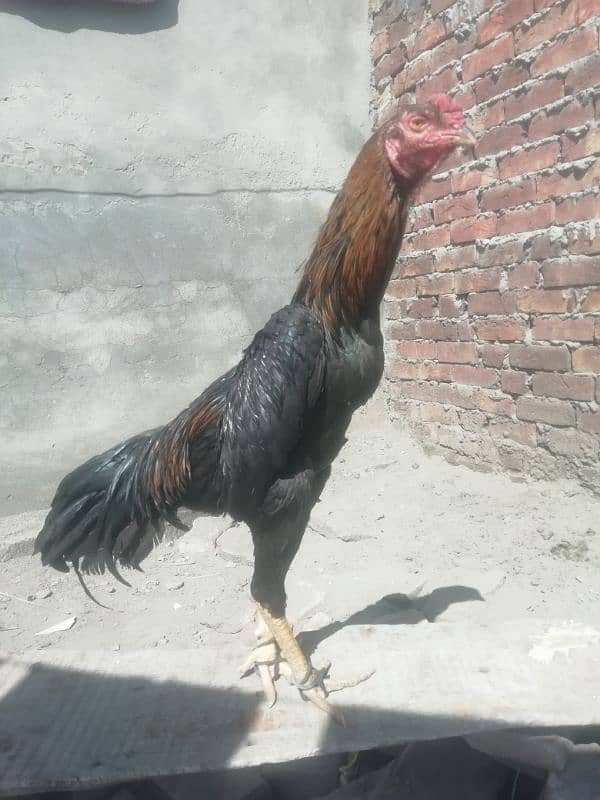 oh shamo patha for sale 3