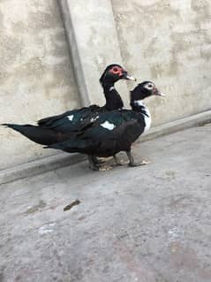 duck pair