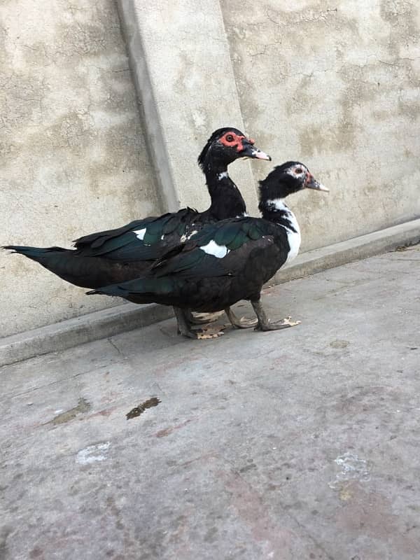 duck pair 0