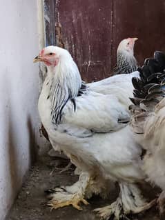 hen