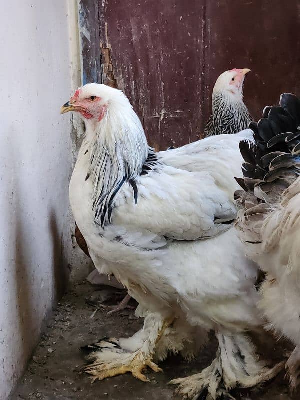 hen 3 brahma female and 1 rooster F1 Breed 0