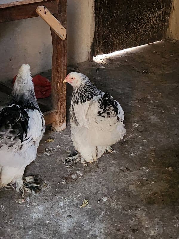 hen 3 brahma female and 1 rooster F1 Breed 1