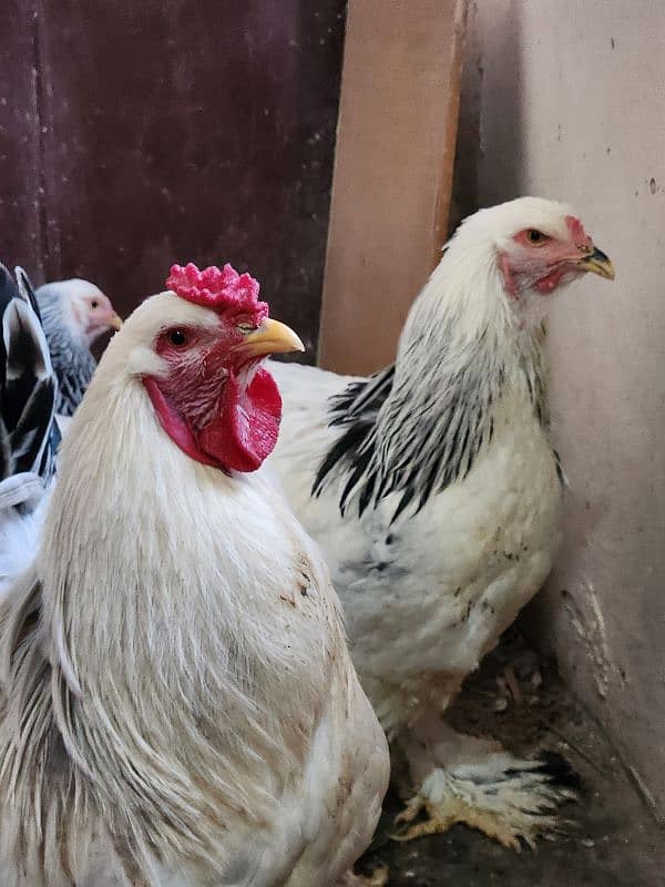 hen 3 brahma female and 1 rooster F1 Breed 2